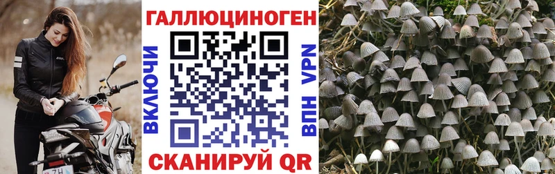 ссылка на мегу как войти  Багратионовск  Псилоцибиновые грибы Psilocybine cubensis 